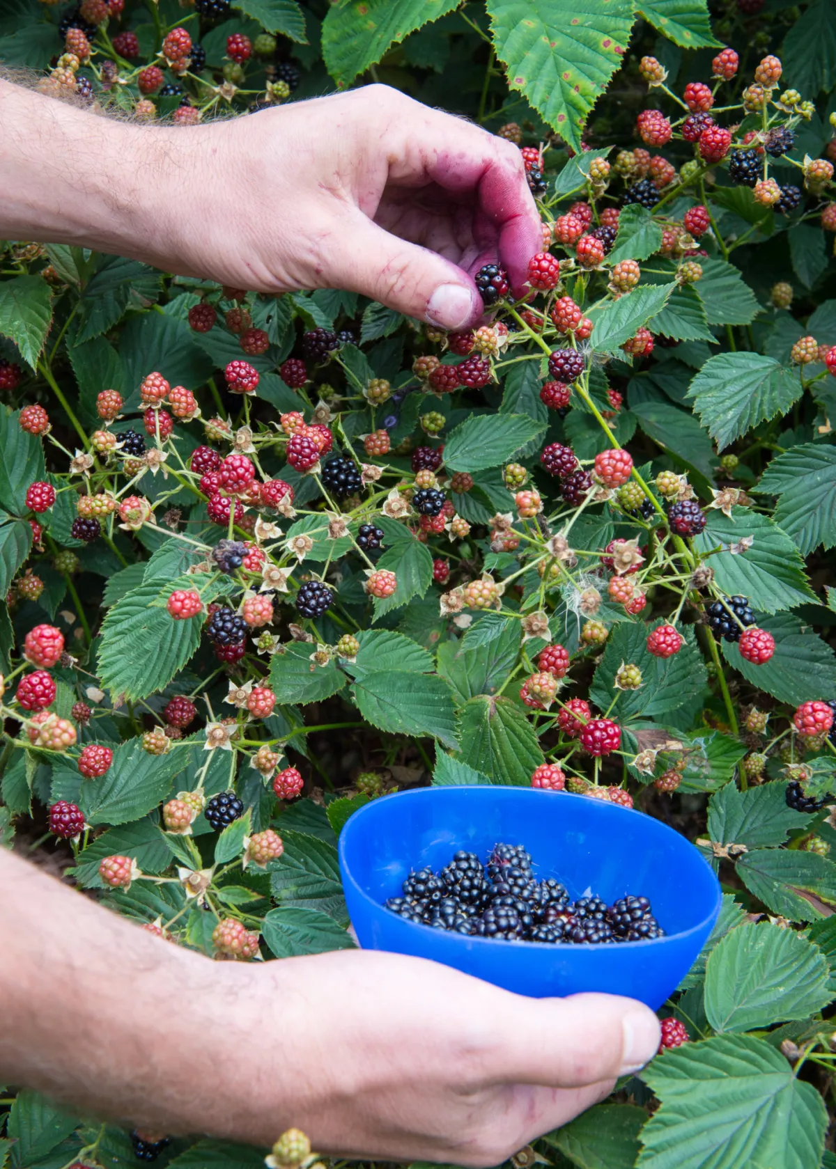 picking blakberries