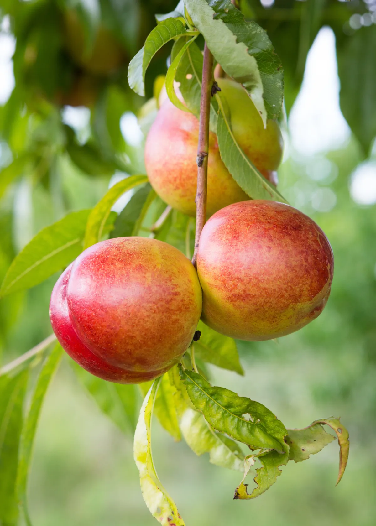 nectarine on tree