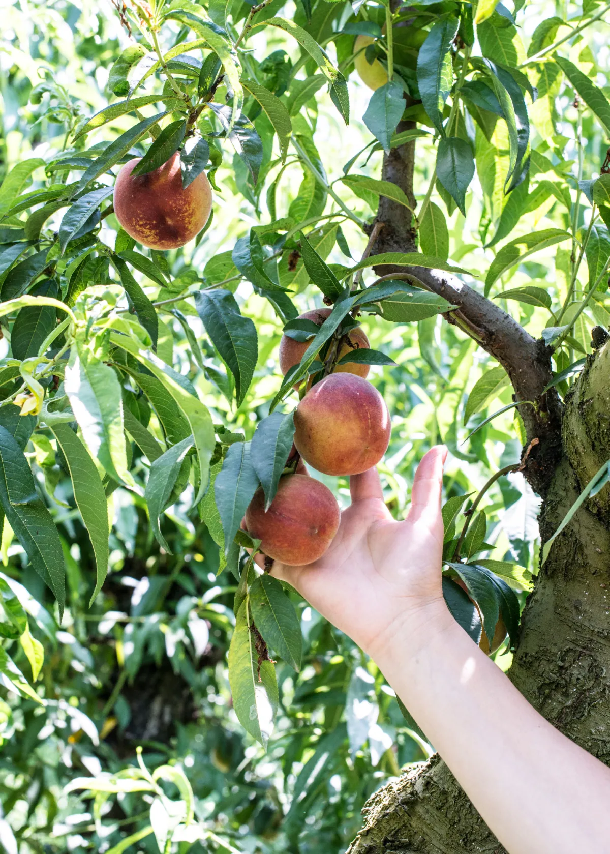 peaches on a tree