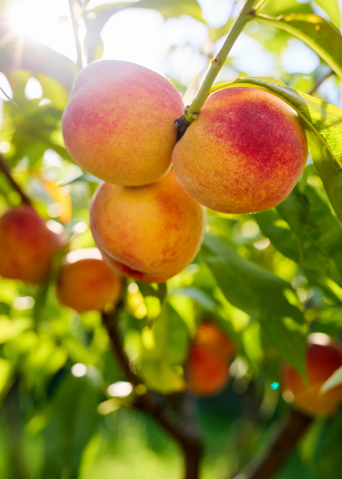 peaches growing in the sunshine