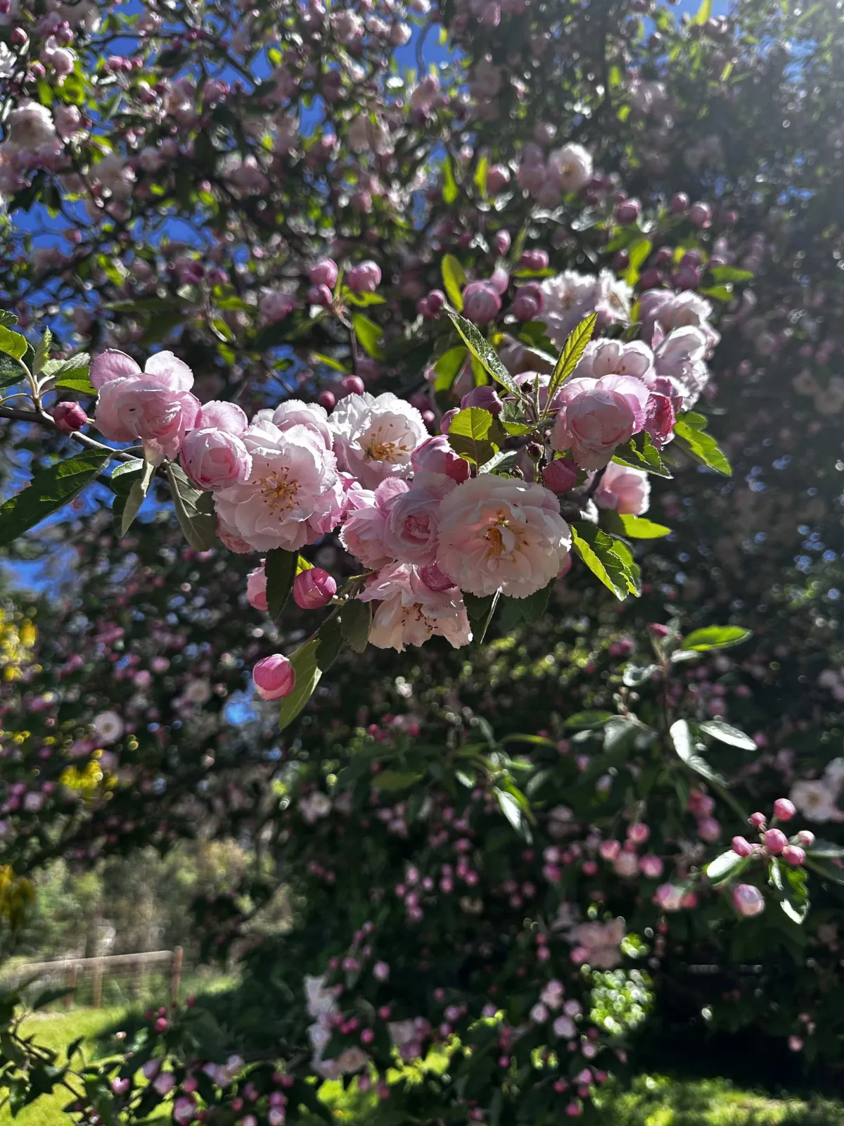 crab apple blossom