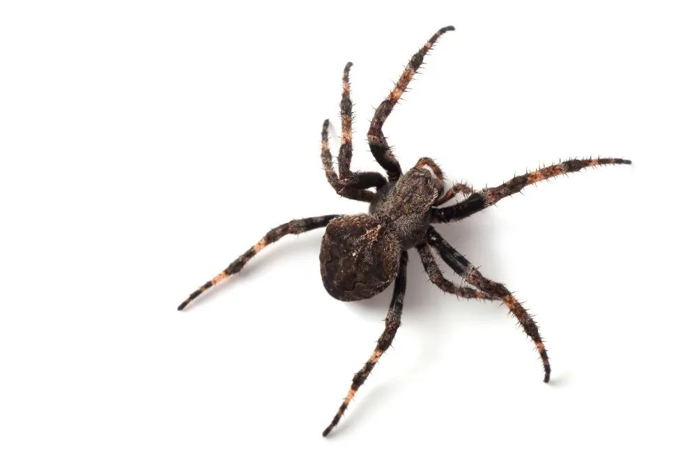 Common household spider on a wall, representing typical indoor pest infestations.