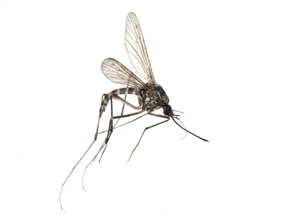 Close-up of a mosquito biting human skin, representing the risk of mosquito-borne diseases.