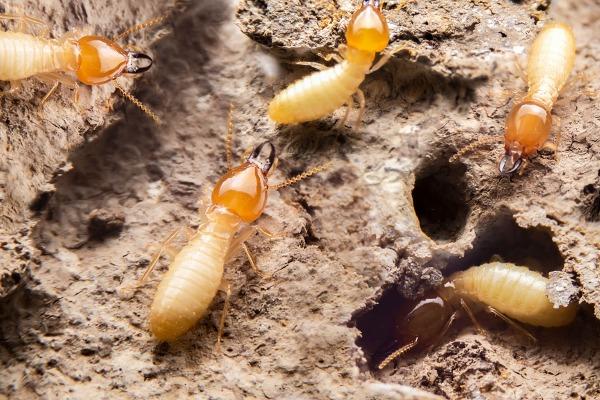 termites crowded around a colony