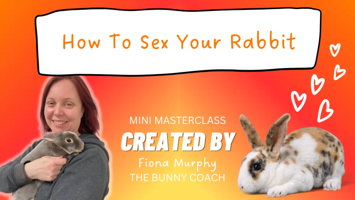 How To Sex Your Rabbit Class