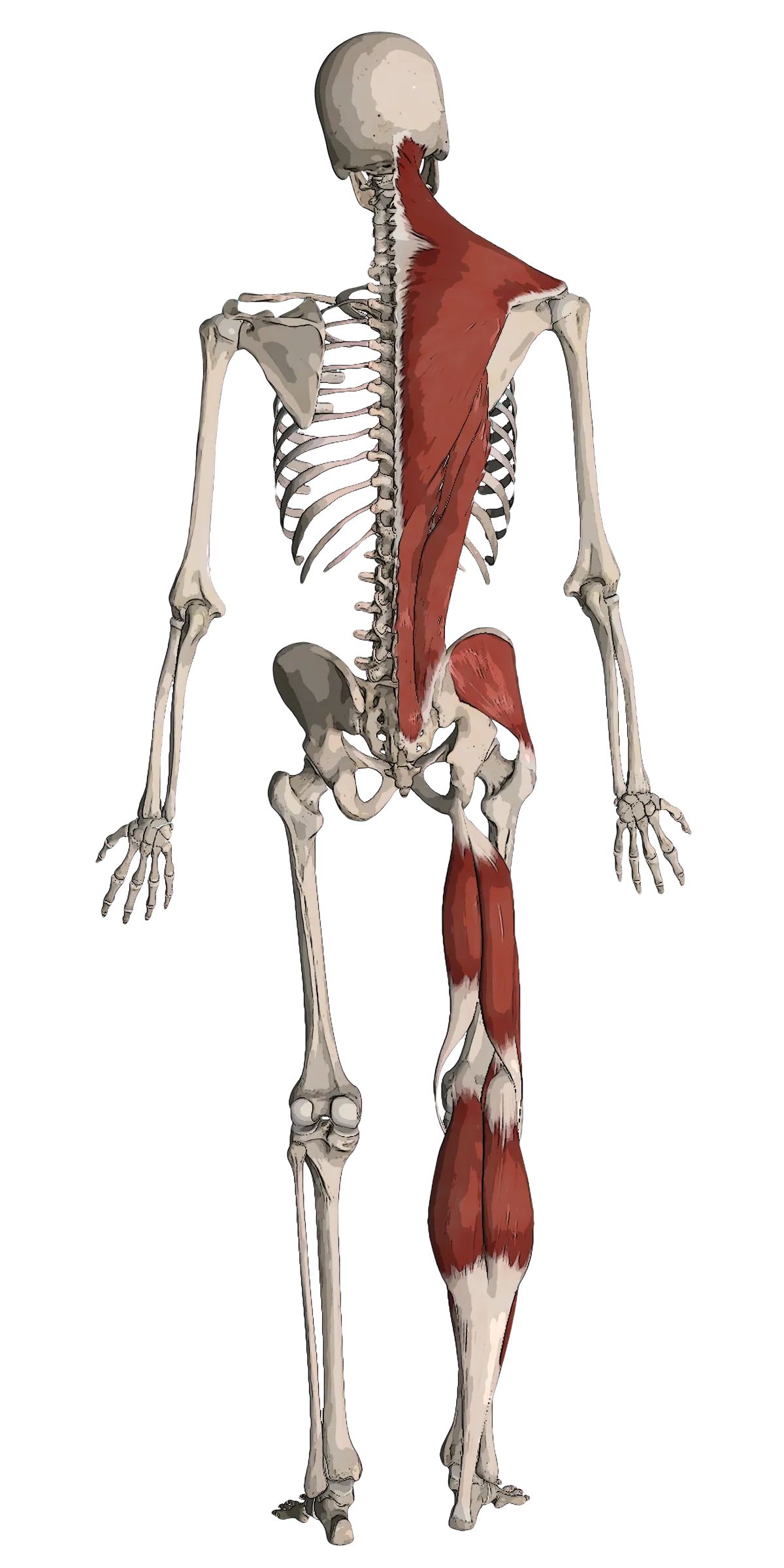 Upper cervical chiropractic adjustment by Gateway Upper Cervical in Pacific MO serving the St. Louis area