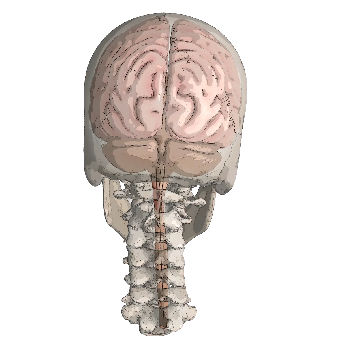 Upper Cervical Chiropractor Pacific MO St. louis Chiropractic Advanced Orthogonal