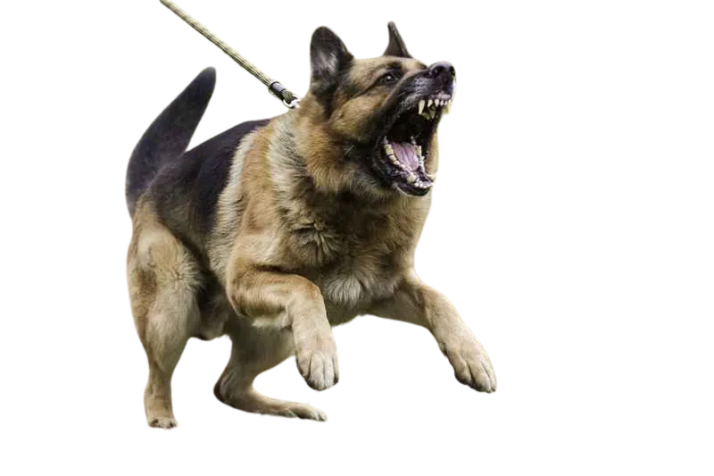 German sheperd