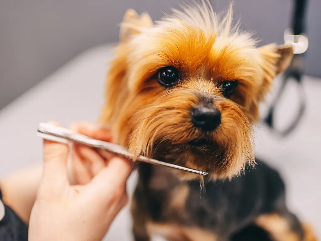 Dog receiving luxury grooming service in Stockbridge, GA