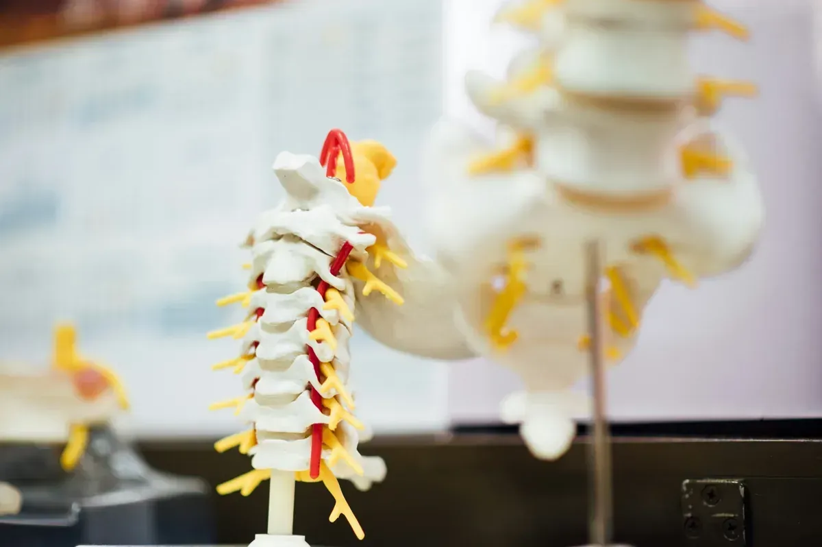 spinal anatomy display at Murphy Chiropractic Kenosha WI