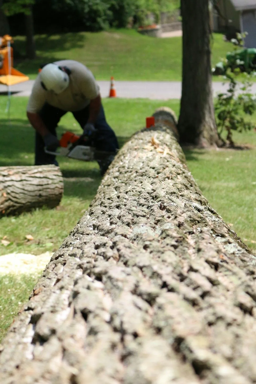 Tree Removal & Stump Grinding