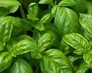 Thai Basil Fish Pot - Thyroid Loving Care