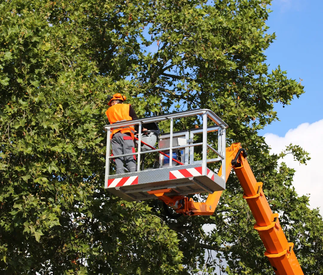 Bedford Tree Services