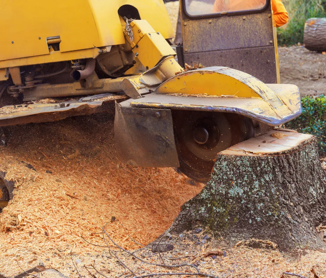 Smith Mountain Lake Tree Services