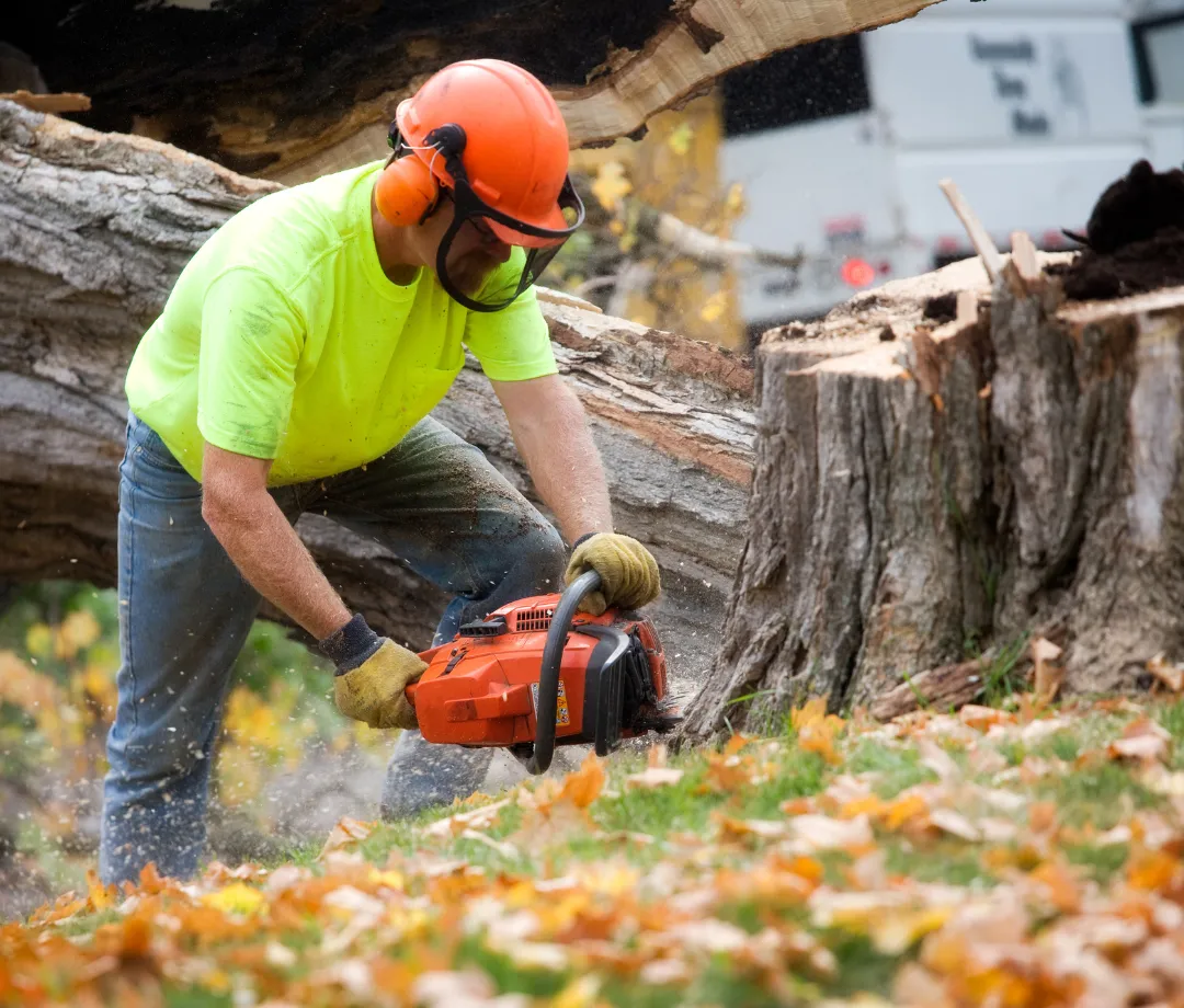 Cave Spring Tree Services