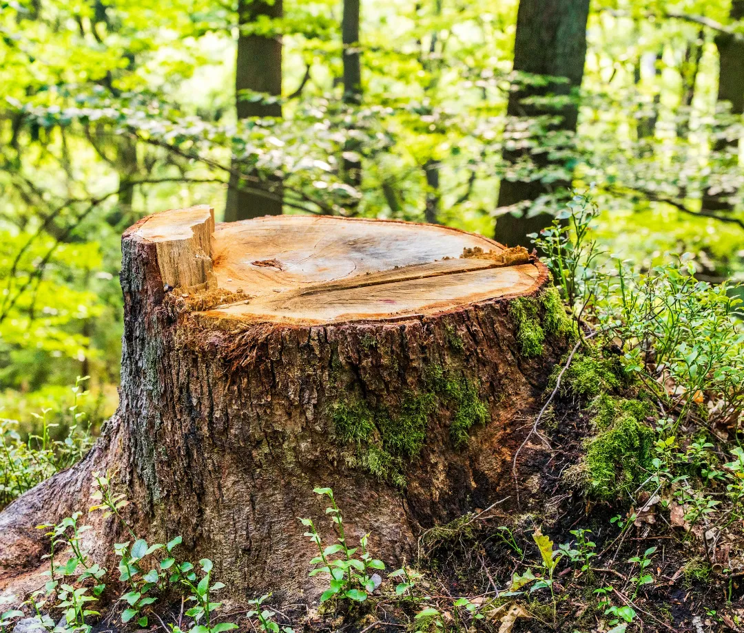 Buchanan Storm & Cleanup Services