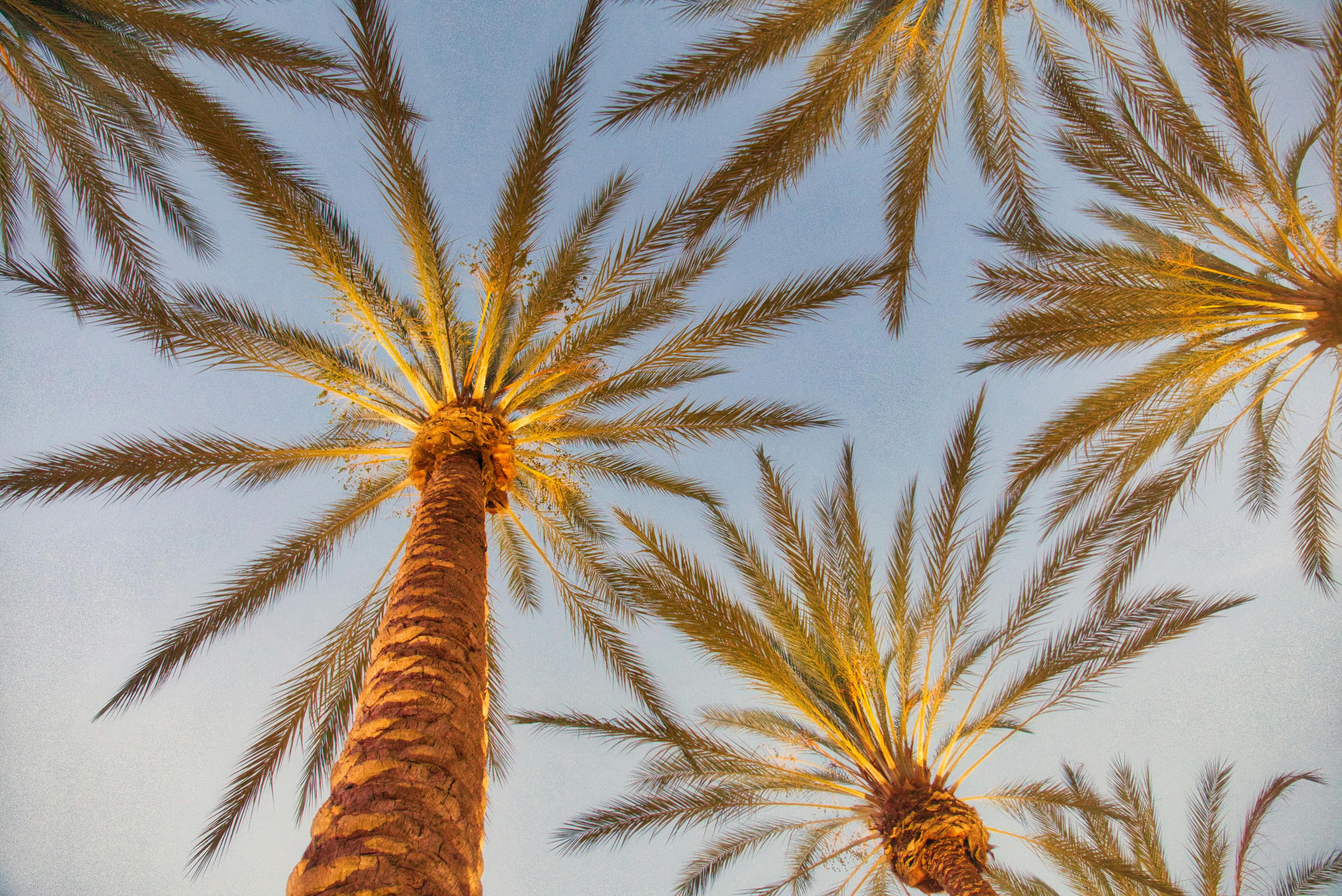 Moving to Irvine or Orange County? What You Need to Know Before You Relocate