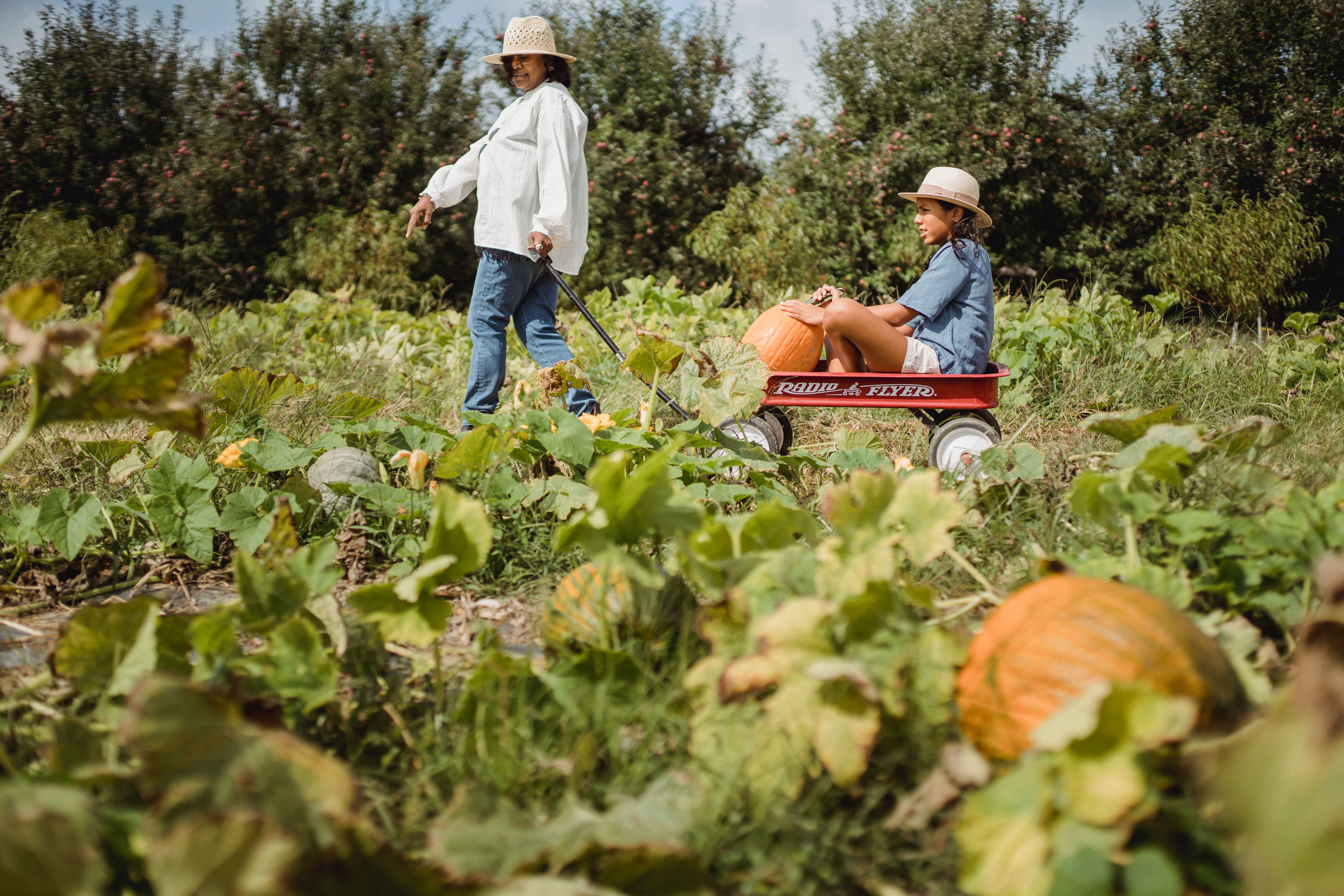 Summer at Tanaka Farms: Melon Tours and U-Pick in Irvine