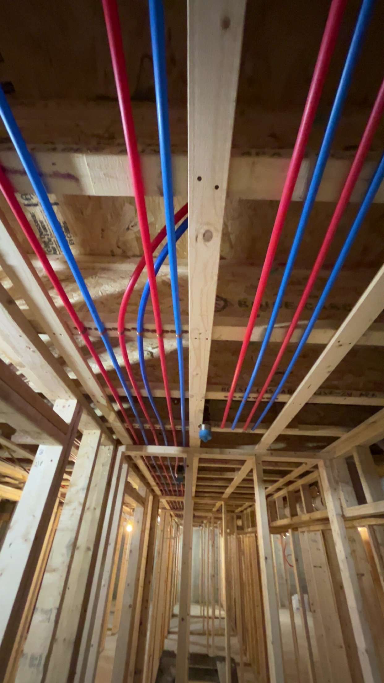 Red and blue PEX water lines run through wood framing during a new construction plumbing rough-in