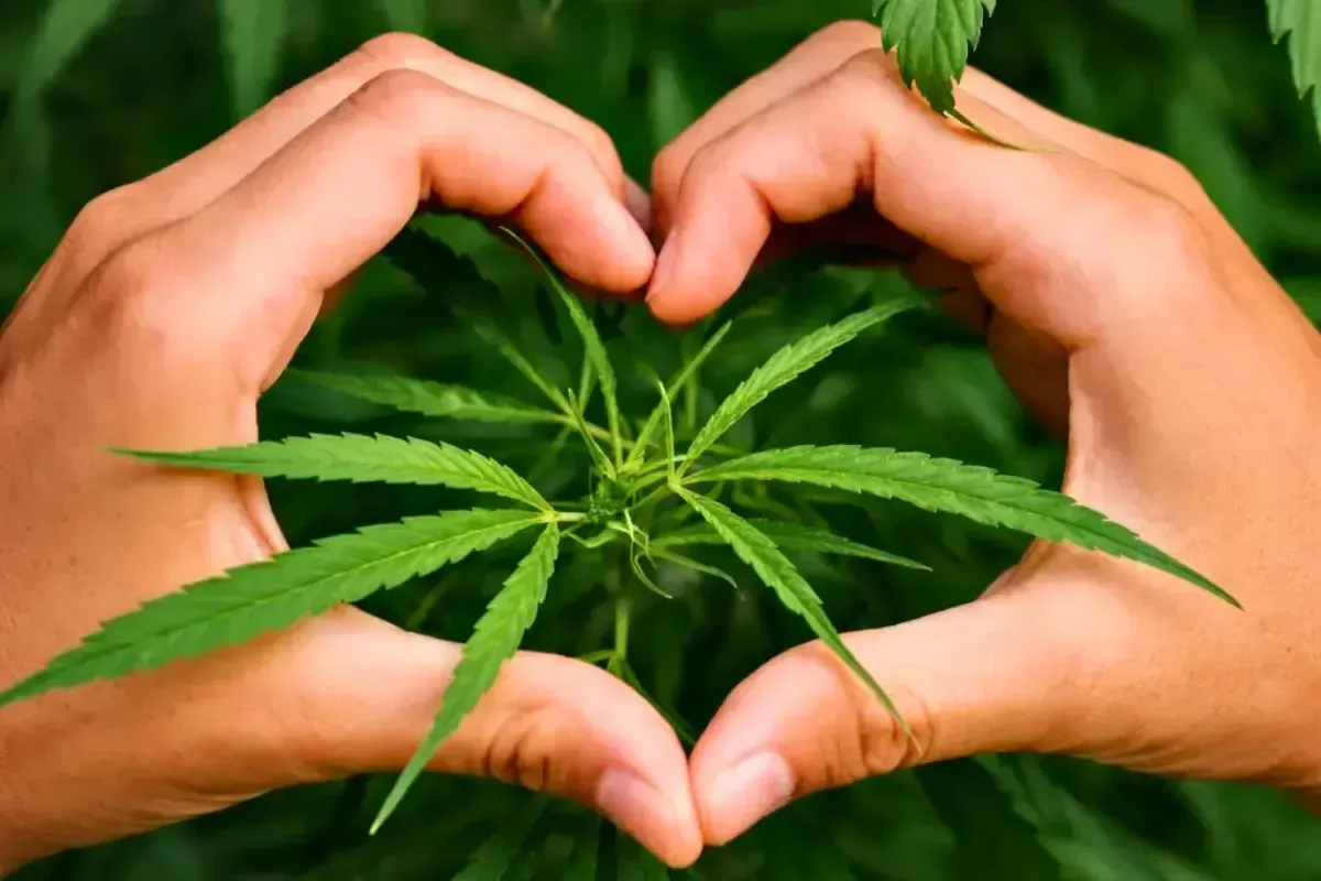 Human hands forming a heart around a fresh cannabis plant symbolizing care and quality at Cannabis Maximus