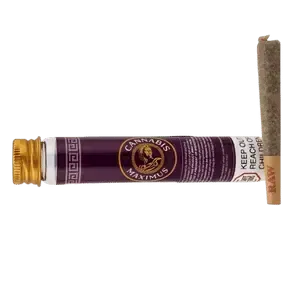 Cannabis Maximus pre-roll joint displayed with branded purple tube packaging featuring gold accents and a RAW filter tip.