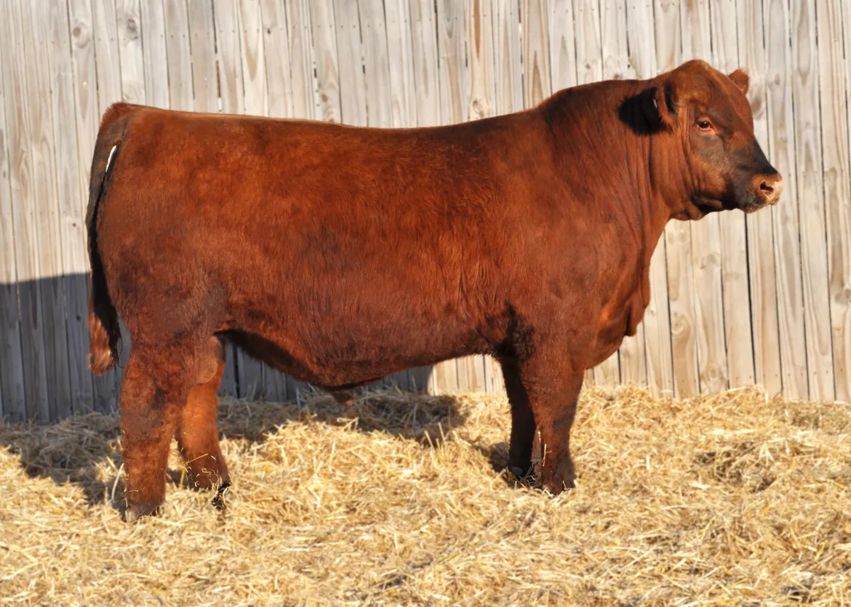 Sire Andras Masterclass M056