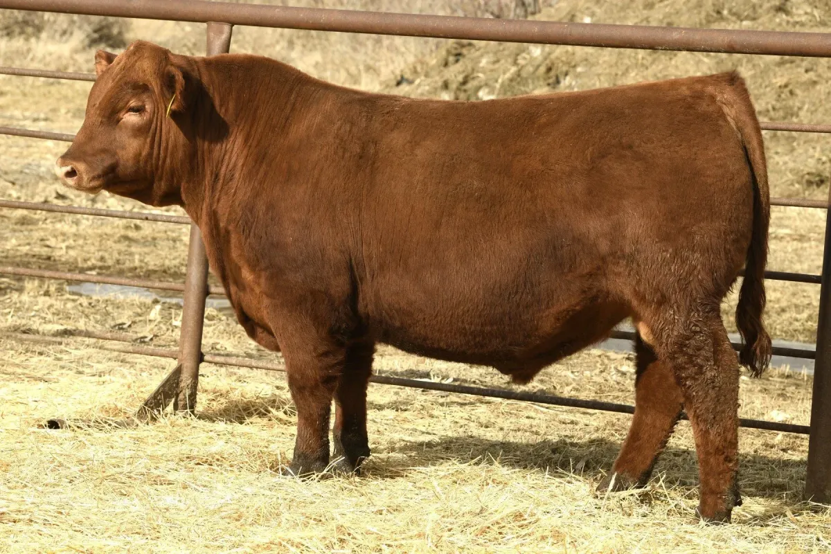 Sire Berwald PVF Outright 221L
