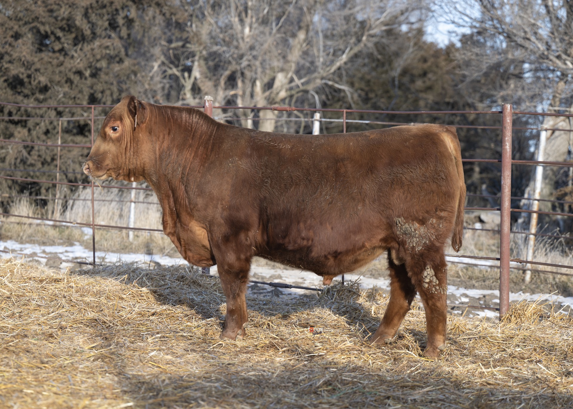 Sire HRP Intensity 5172N
