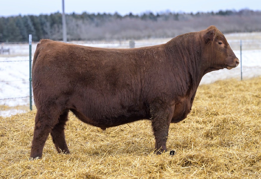 Sire Namken Bold Ruler 37N