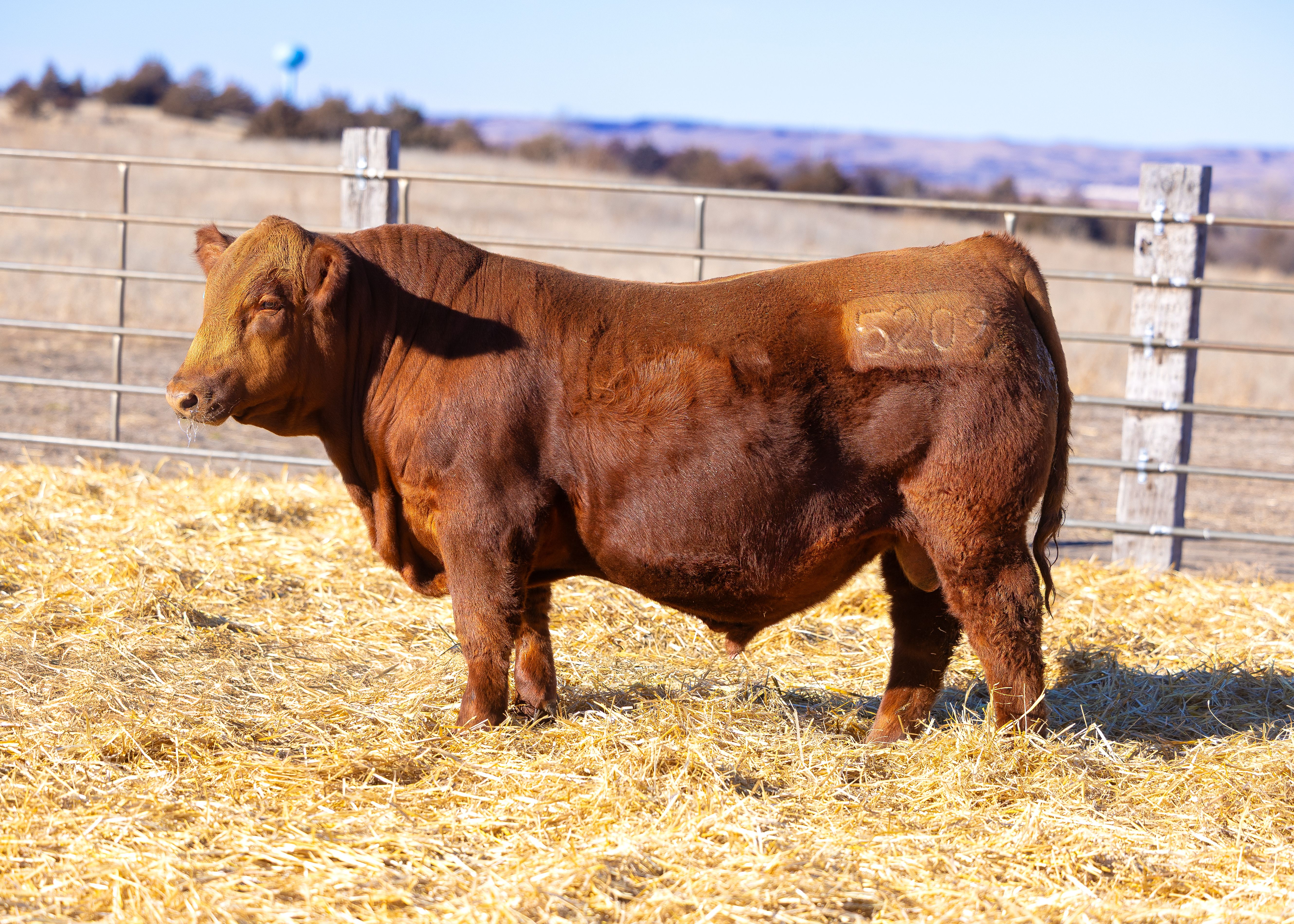 Sire NIO Spearfish 5209