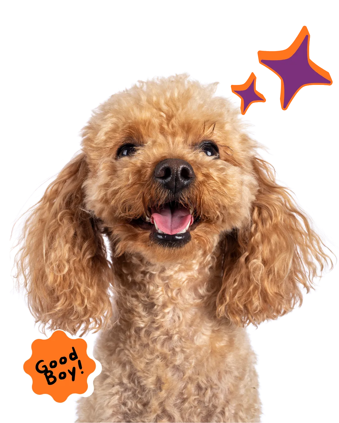 Happy freshly groomed dog with stylist