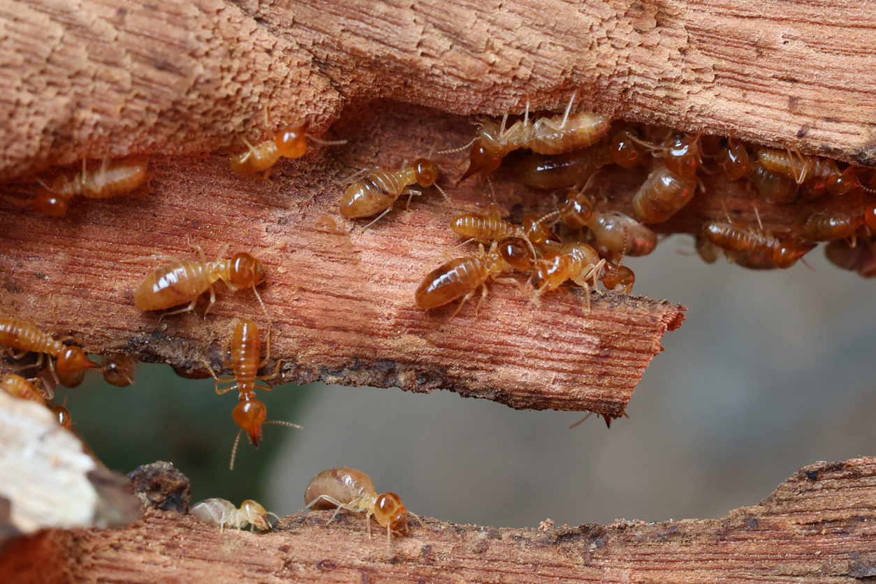 Termite activity visible along a damaged wooden surface