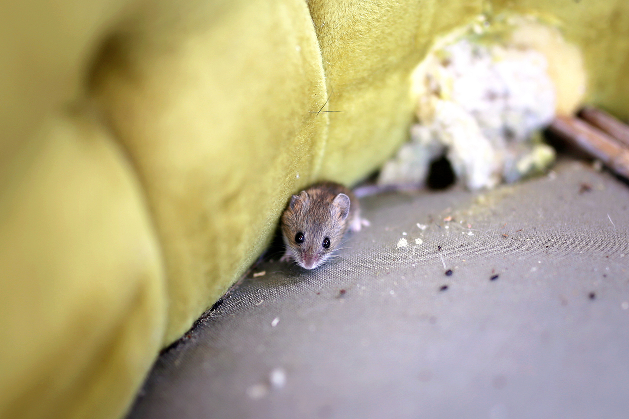 Mouse moving beside an interior wall opening