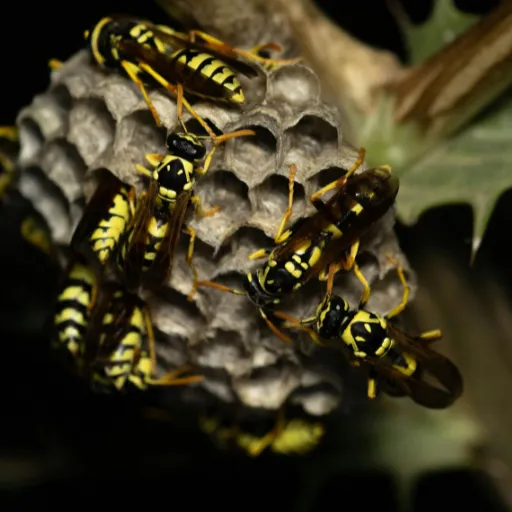 Yellow jackets gathered around a ground nest entrance