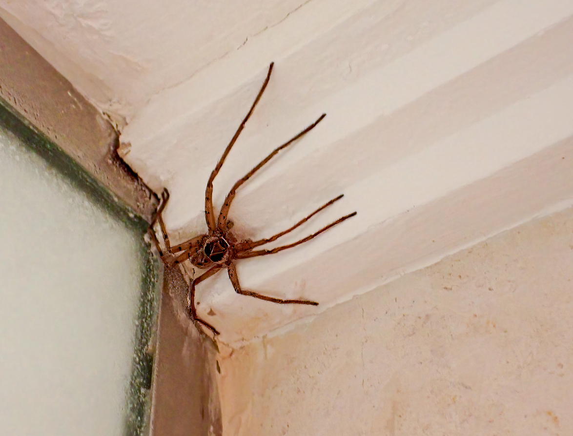 Spider resting beside an interior window frame