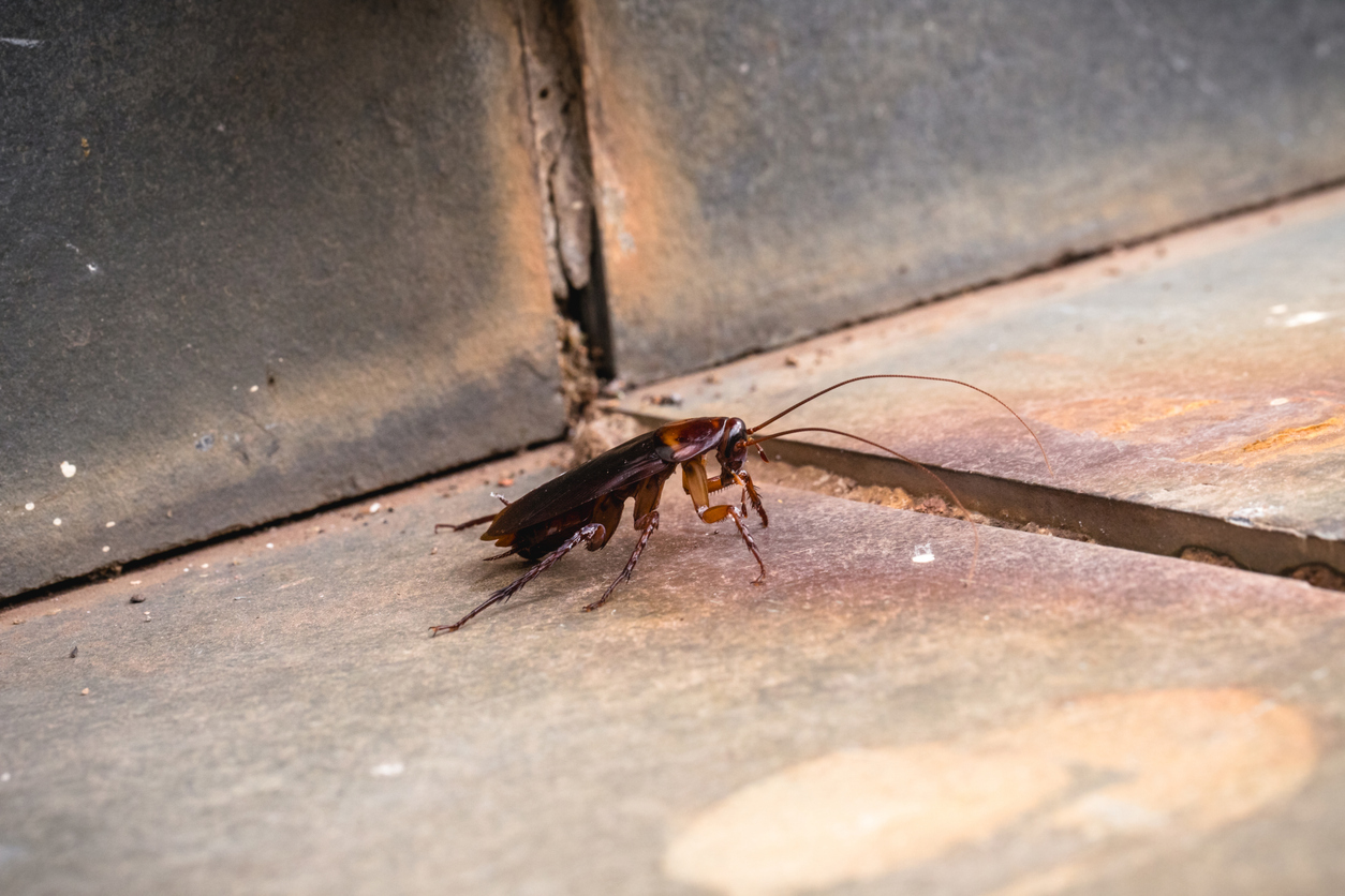 Cockroach moving along an interior kitchen baseboard