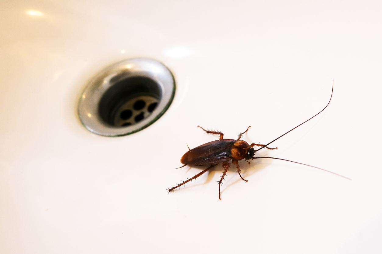 Cockroach moving along an interior kitchen baseboard