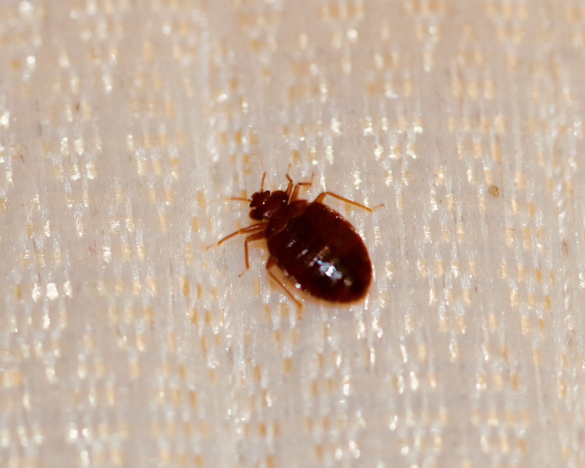Bed bug crawling along a mattress seam