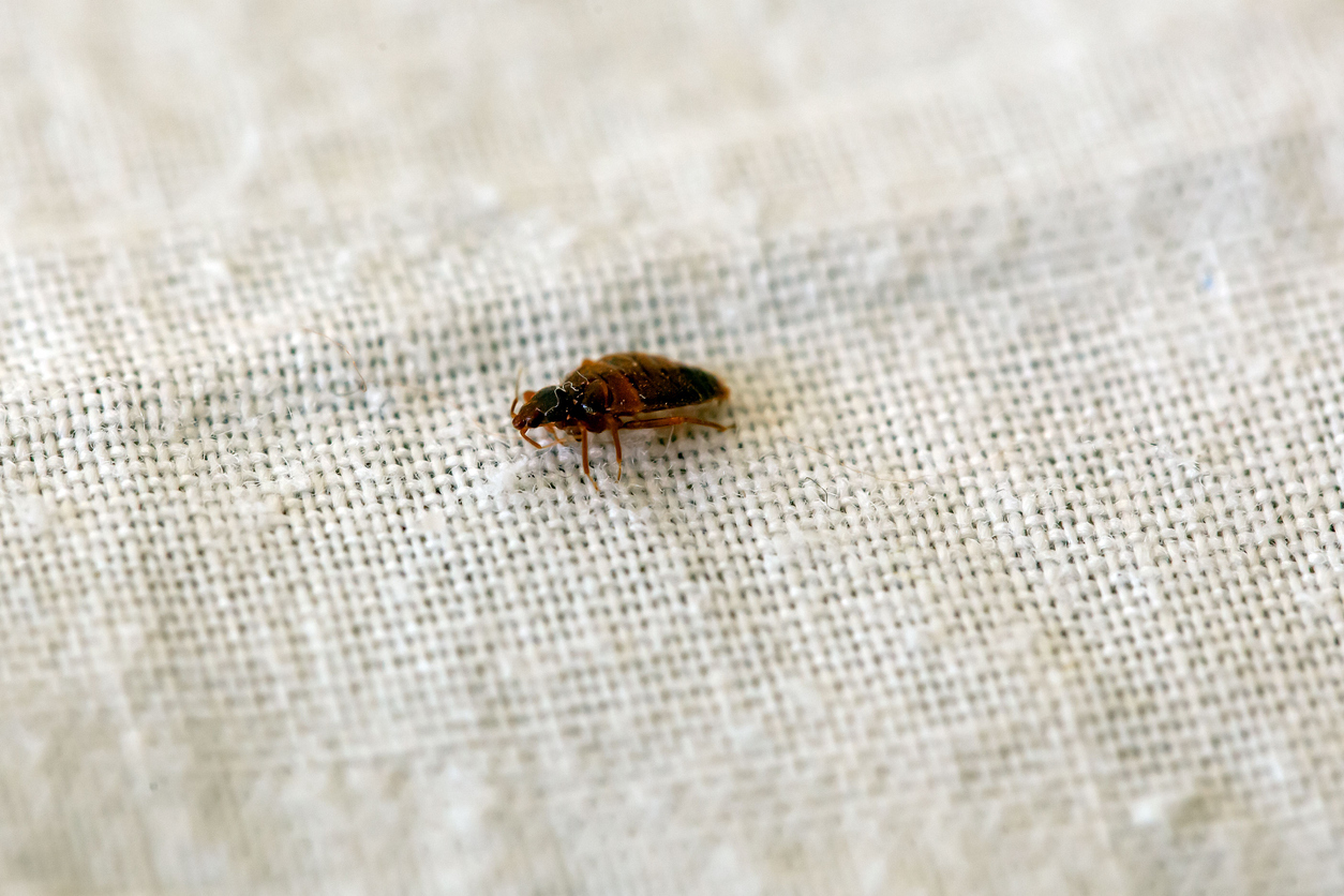 Bed bug crawling along a mattress seam