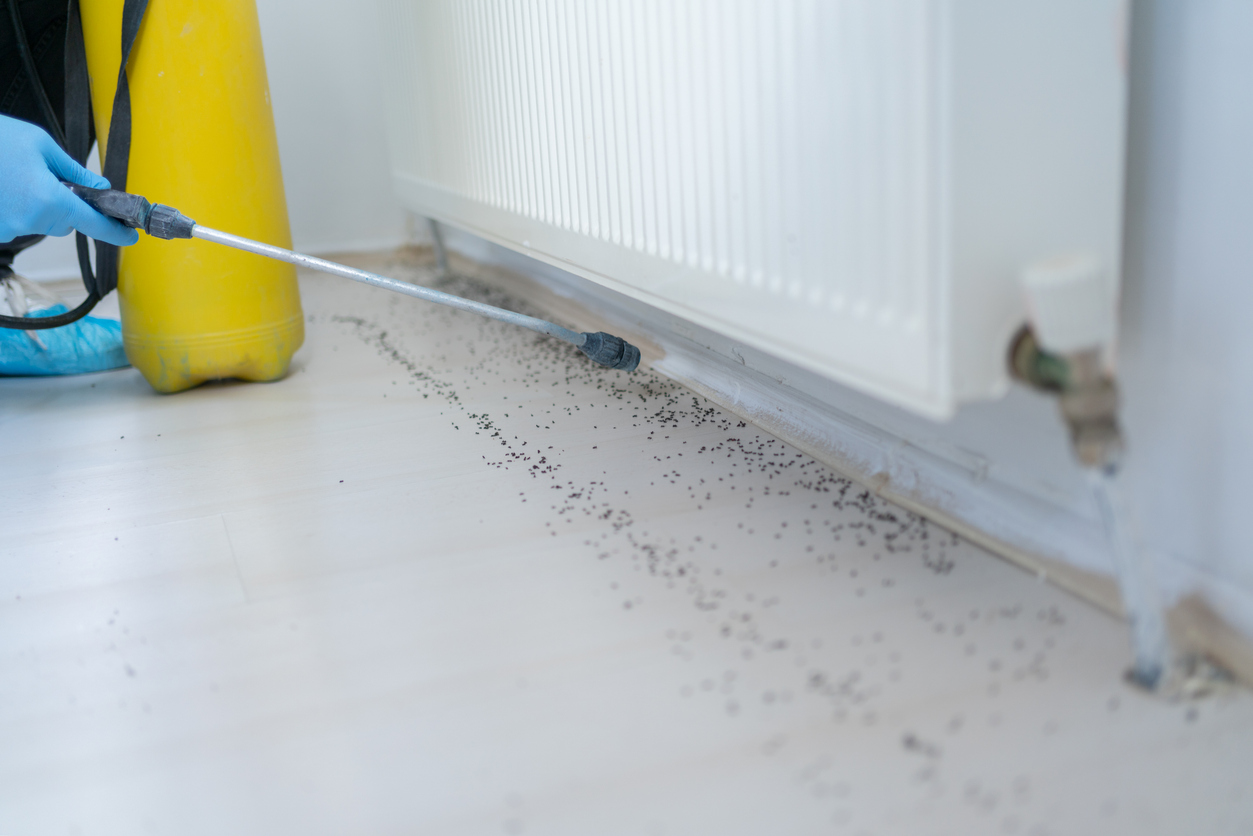 Ants following a trail along an interior wall