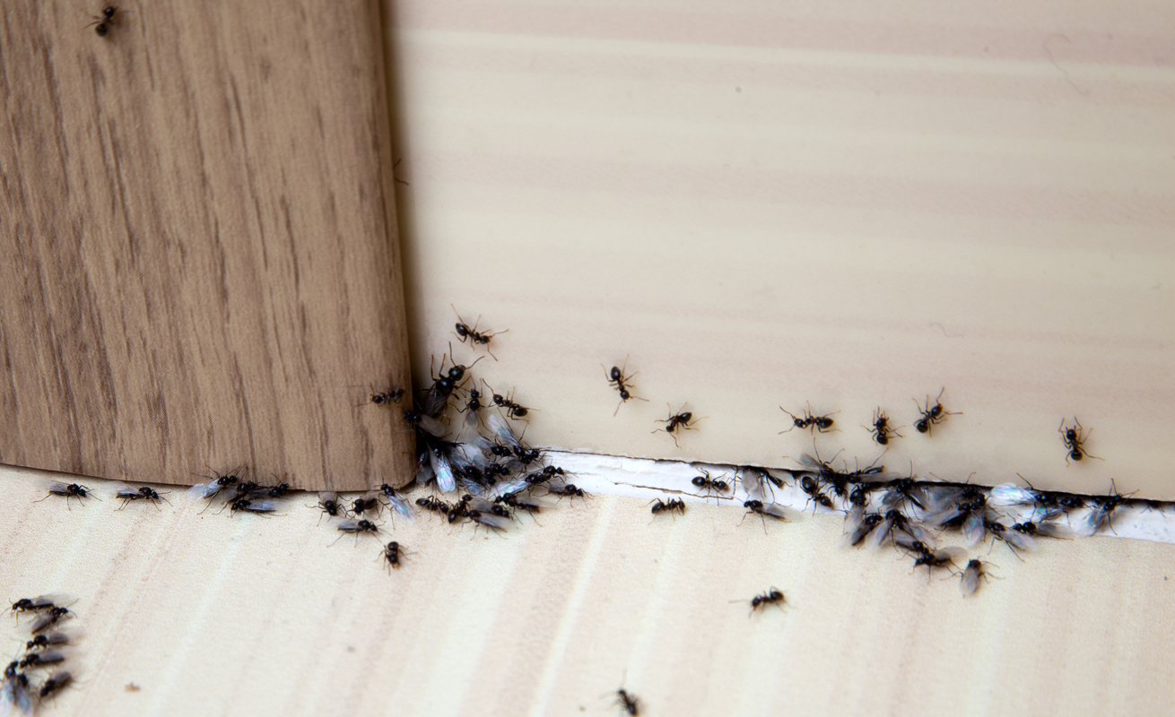 Ants following a trail along an interior wall