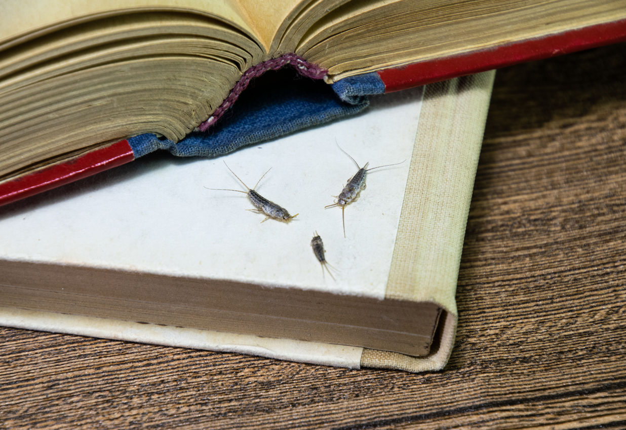 Silverfish crawling beside stored cardboard