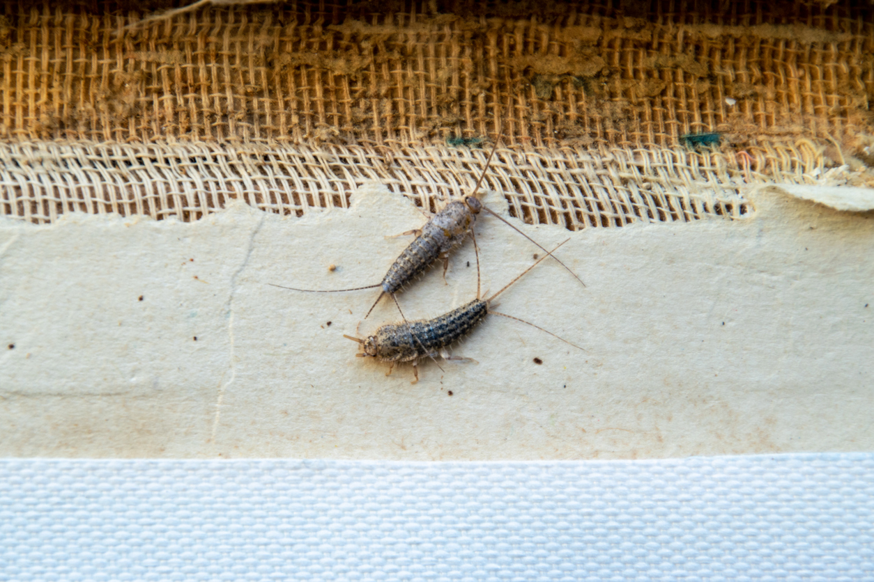Silverfish crawling beside stored cardboard