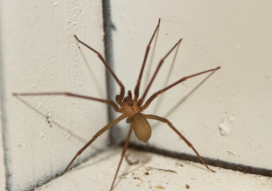 Brown recluse spider resting on a light-colored surface