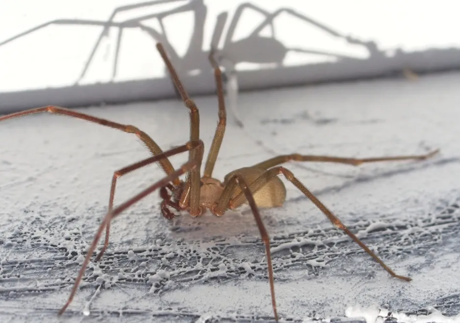 Brown recluse spider resting on a light-colored surface