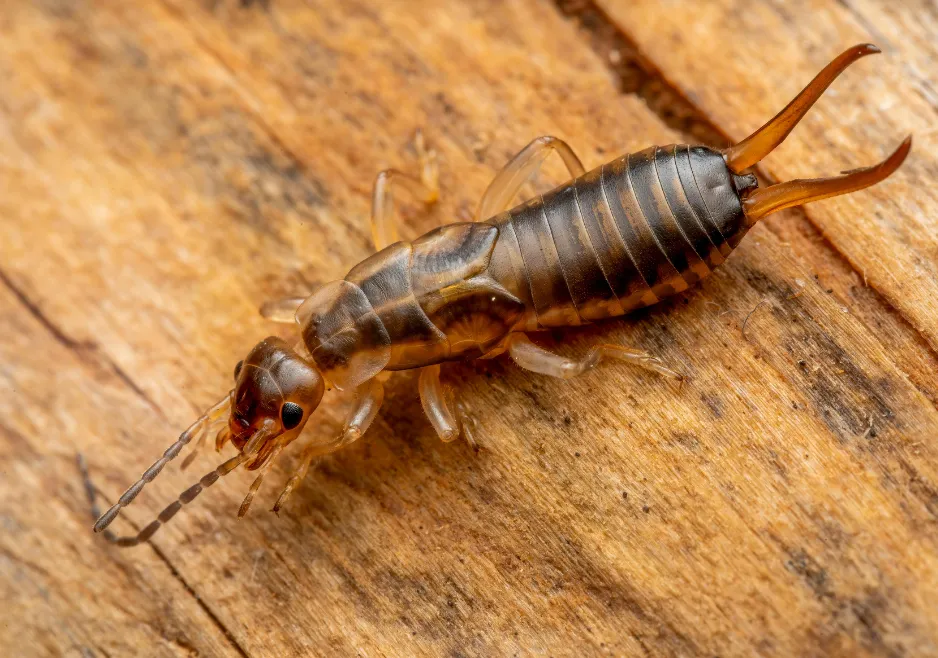 Earwig crawling across damp garden mulch