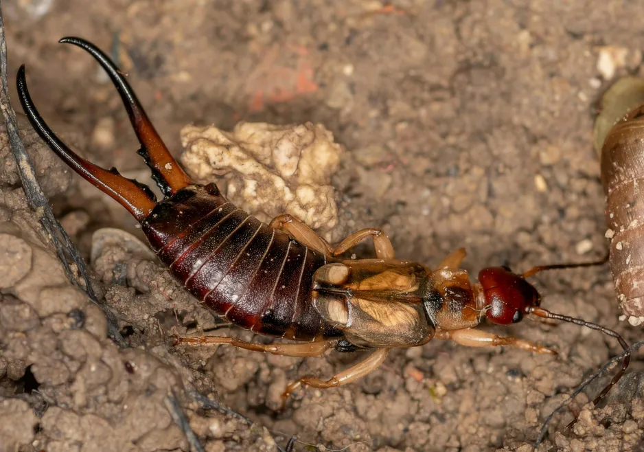 Earwig crawling across damp garden mulch