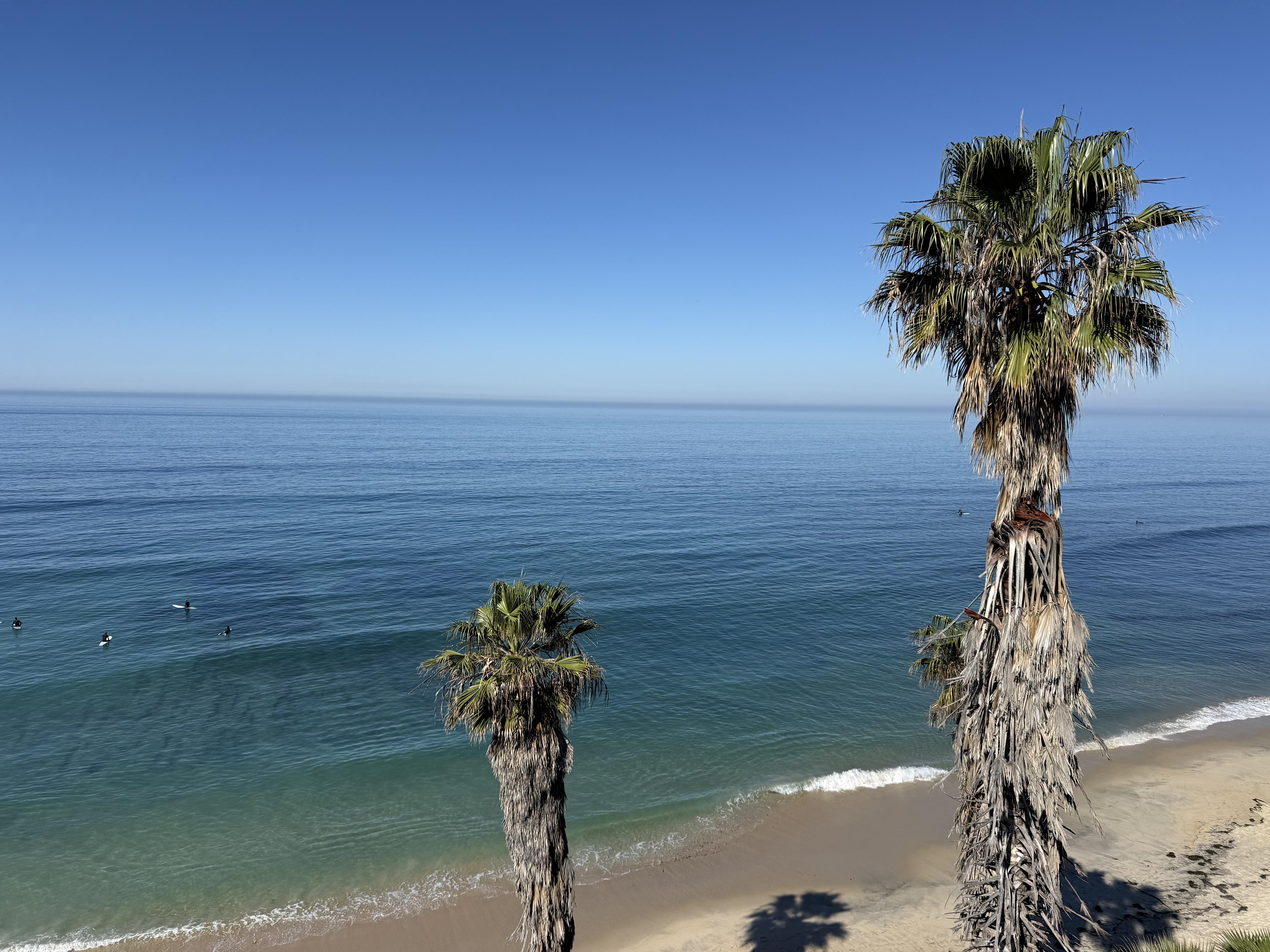 What to Plant in San Diego March 2026: Coastal Spring Garden Guide for North County