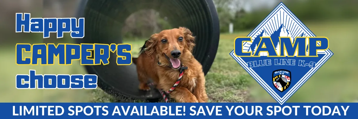 Happy campers choose camp blue line dog training 