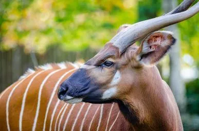 bongo nyala